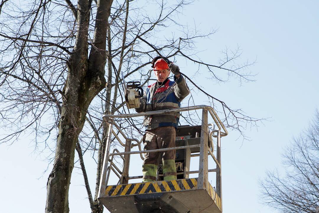 Šiltos žiemos pasekmės Klaipėdoje: kastuvus pakeitė pjūklai