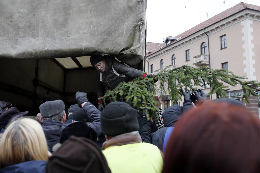 Teatro aikštėje dalinamos eglutės šakos