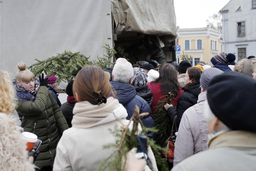 Teatro aikštėje dalinamos eglutės šakos