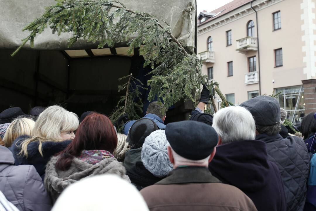 Teatro aikštėje dalinamos eglutės šakos