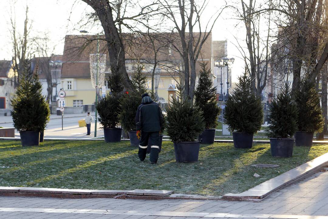 100 eglučių Atgimimo aikštėje puošimas