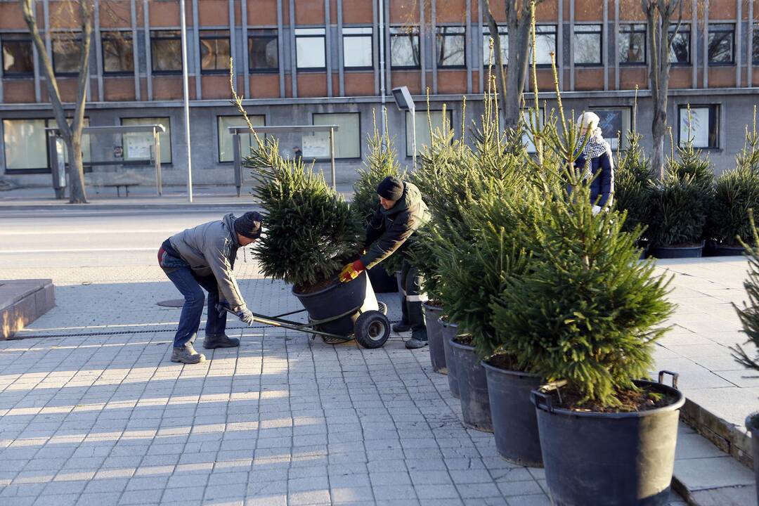 100 eglučių Atgimimo aikštėje puošimas