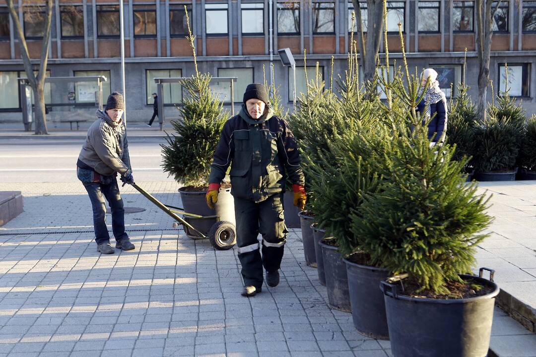 100 eglučių Atgimimo aikštėje puošimas