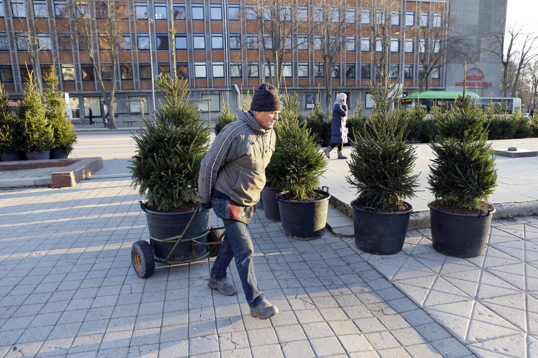 100 eglučių Atgimimo aikštėje puošimas