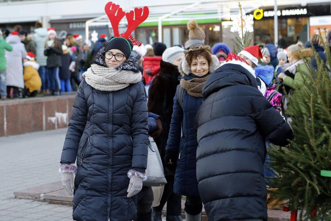 100 eglučių Atgimimo aikštėje puošimas