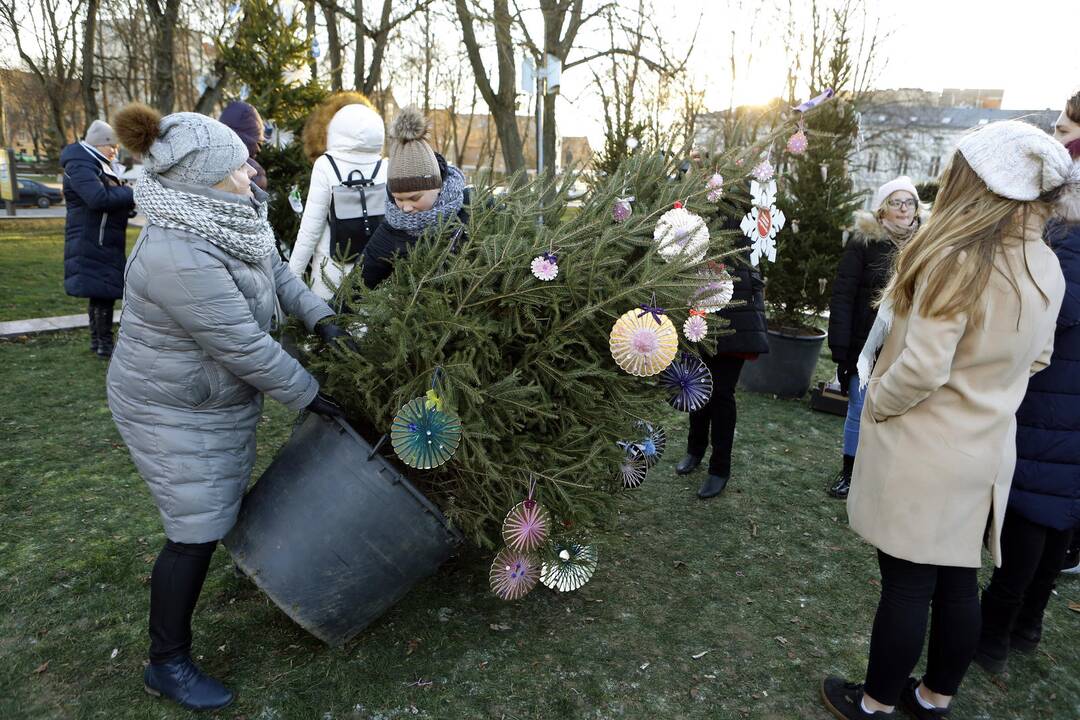 100 eglučių Atgimimo aikštėje puošimas