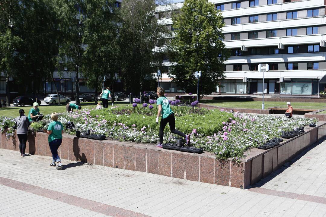 Sodinamos gėlės Atgimimo aikštėje