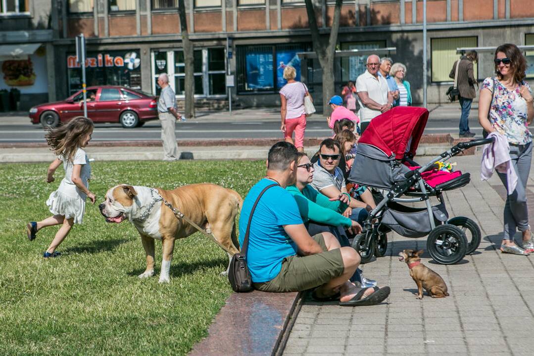 Vakarų Lietuvos krašto dainų šventės dalyvių koncertas