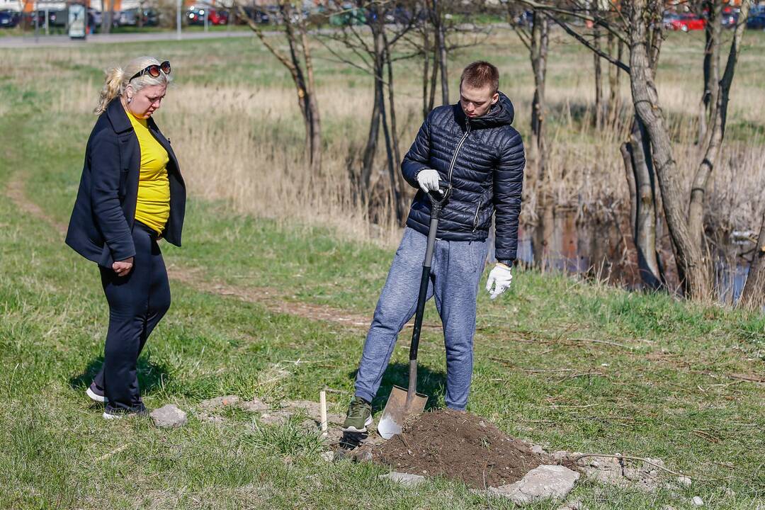 Šimtmečio giraitės sodinimas