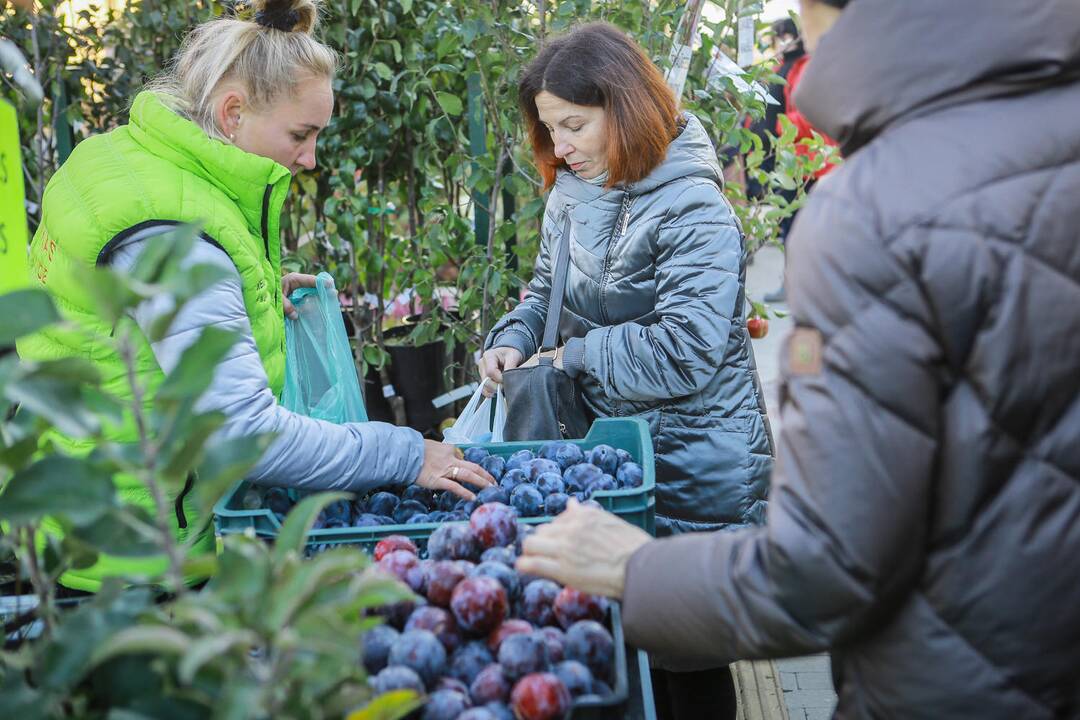 Mugė "Rudenautojai" Klaipėdoje