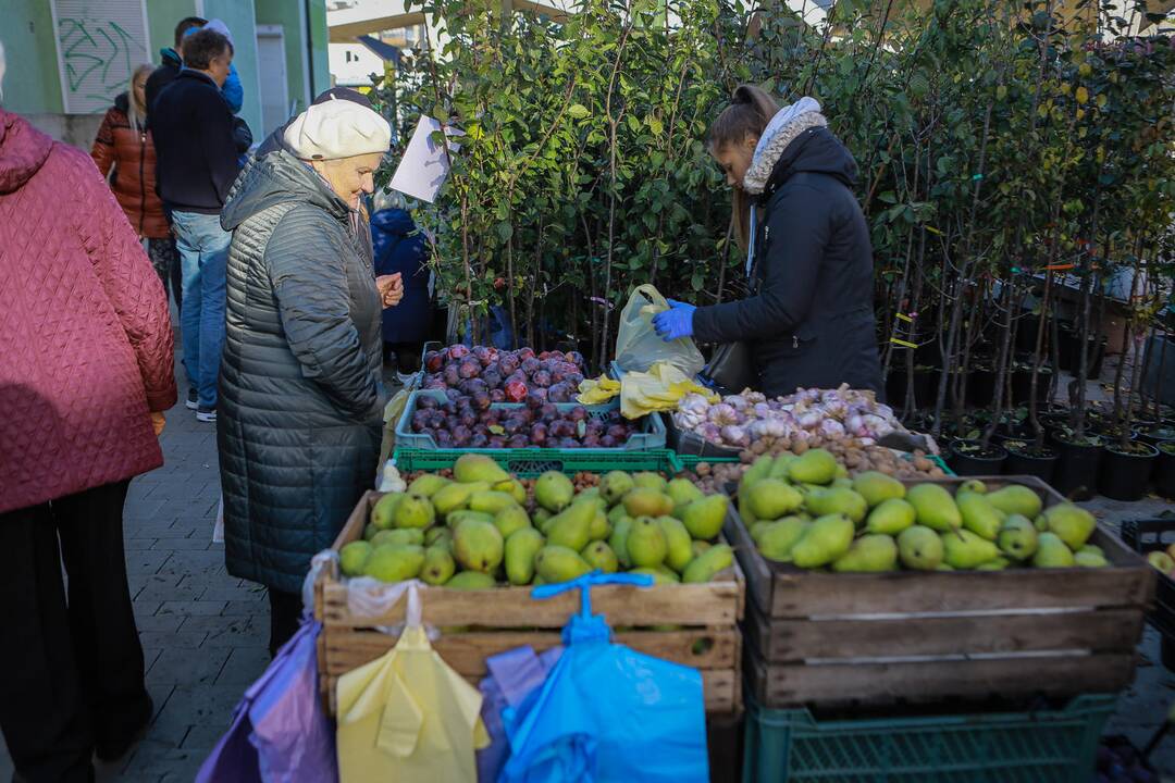 Mugė "Rudenautojai" Klaipėdoje