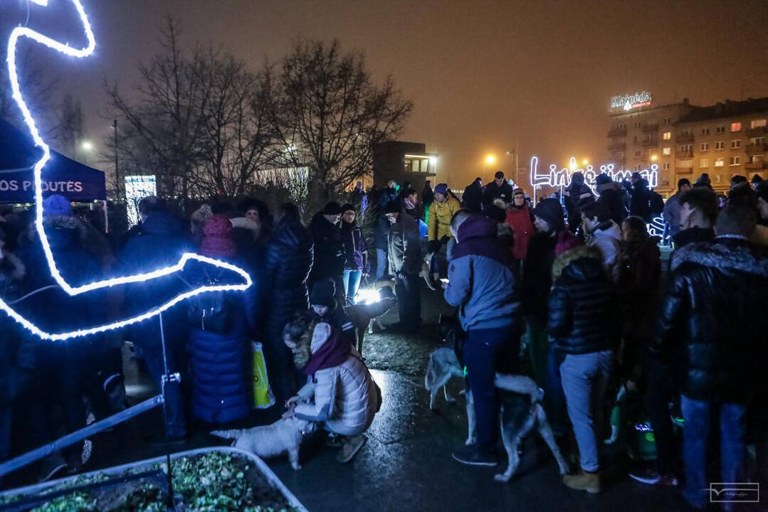 Šviesų projektas "Mama, tėtis aš ir šuo"