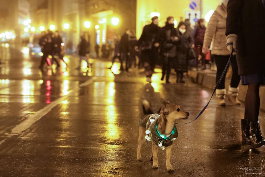 Šviesų projektas "Mama, tėtis aš ir šuo"