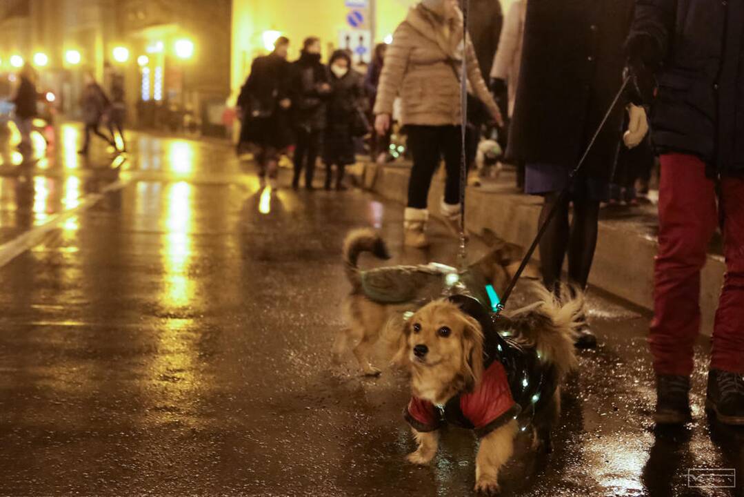 Šviesų projektas "Mama, tėtis aš ir šuo"