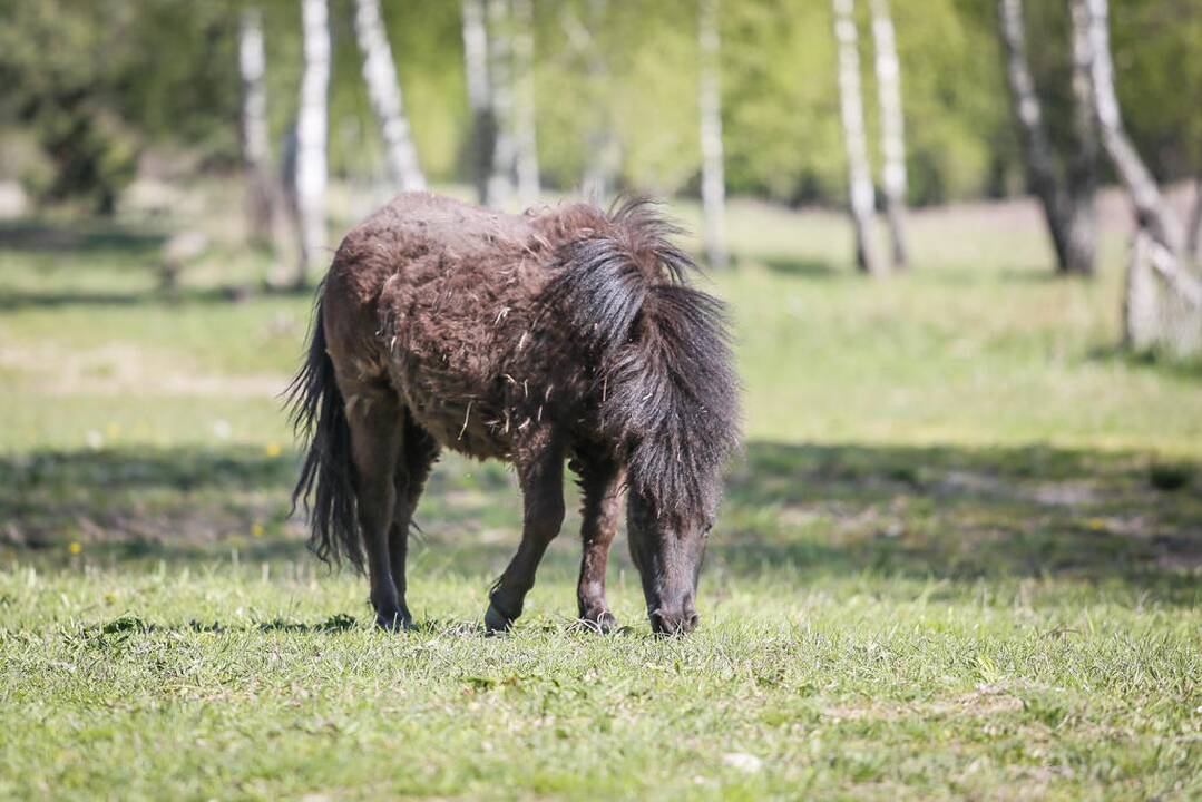 Vacys Lekevičius ir jo ūkis