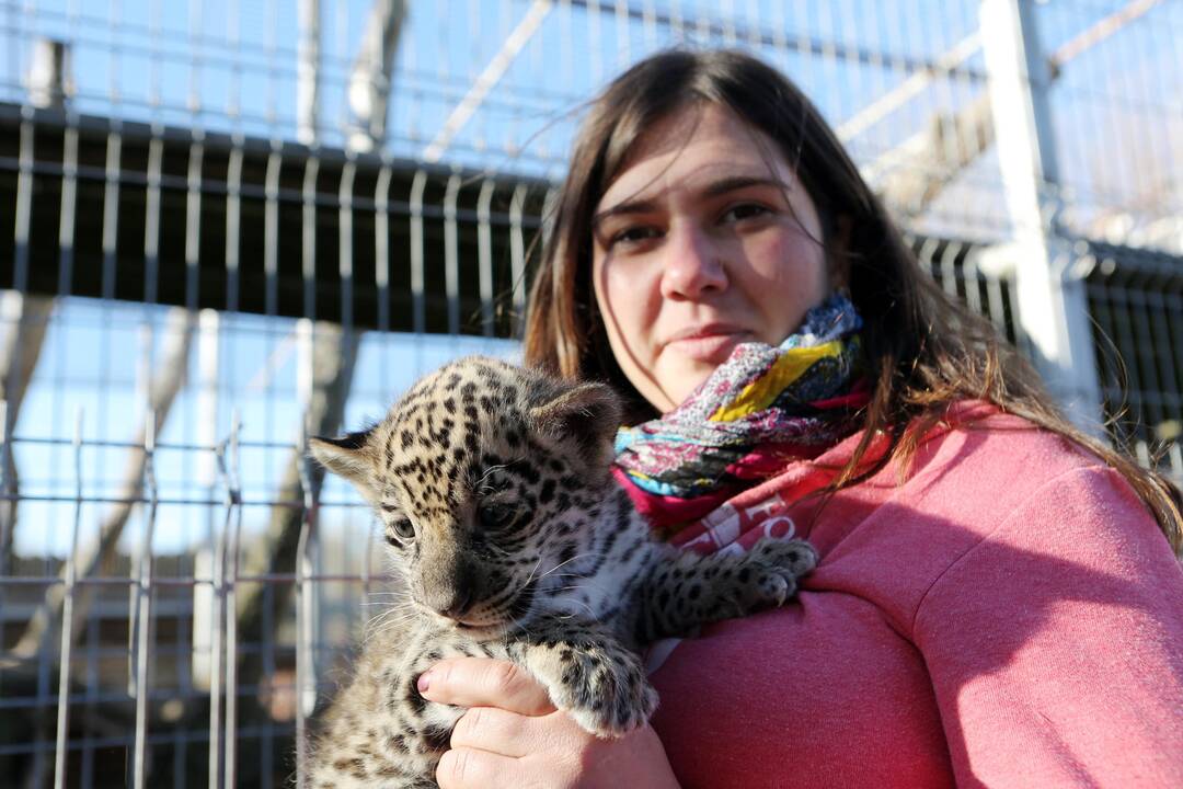 Mini Zoo papildė jaguarų jaunikliai