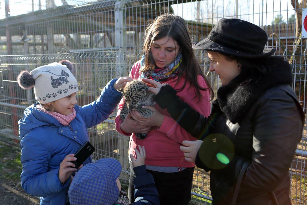 Mini Zoo papildė jaguarų jaunikliai