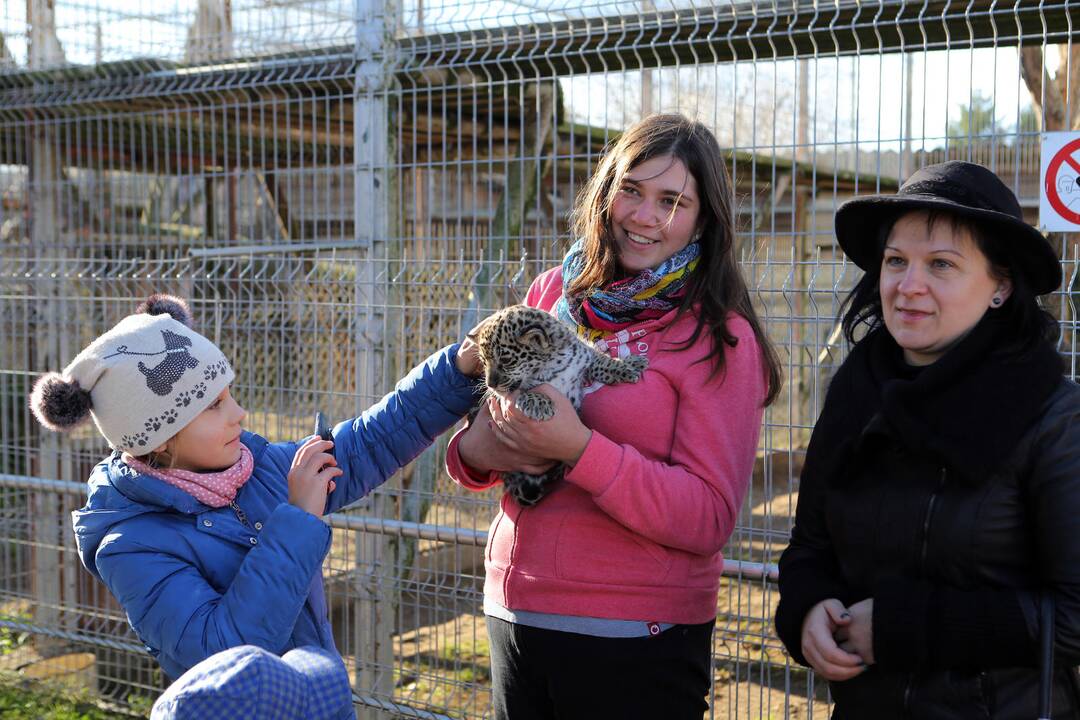 Mini Zoo papildė jaguarų jaunikliai