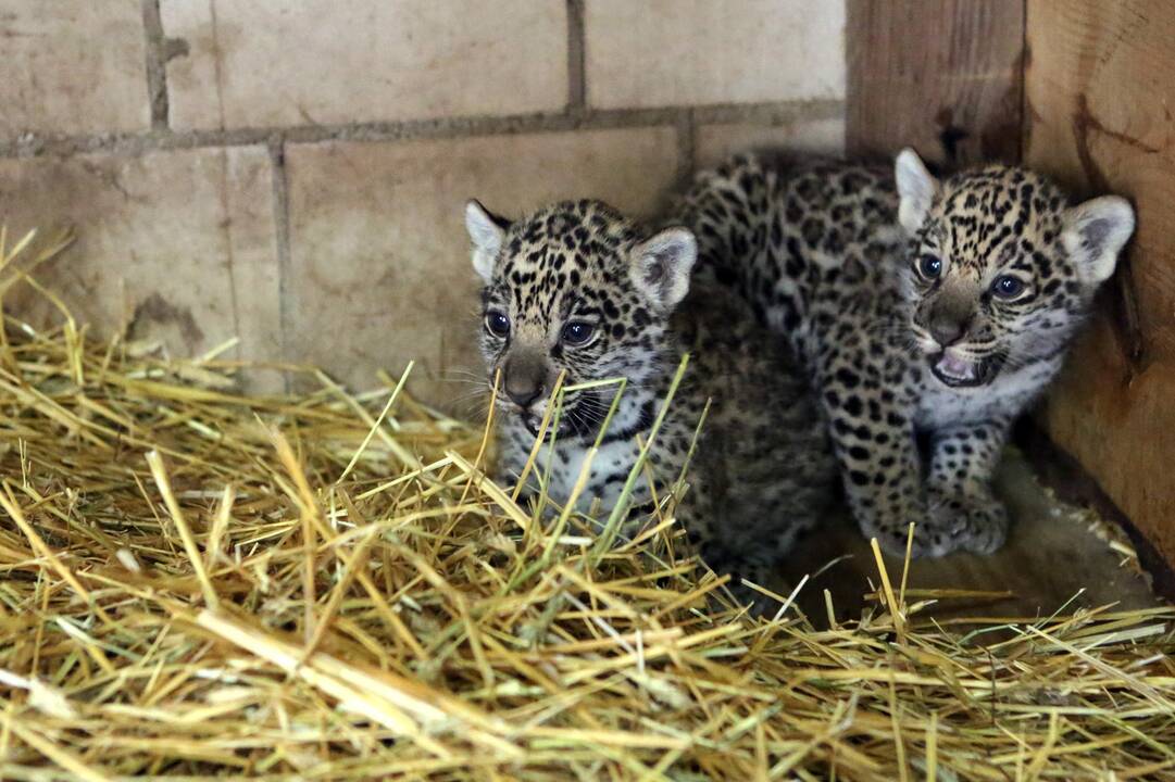 Mini Zoo papildė jaguarų jaunikliai