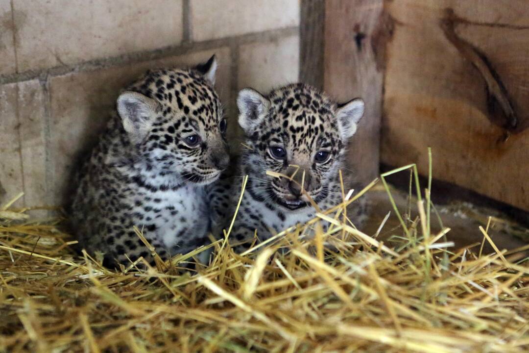 Mini Zoo papildė jaguarų jaunikliai