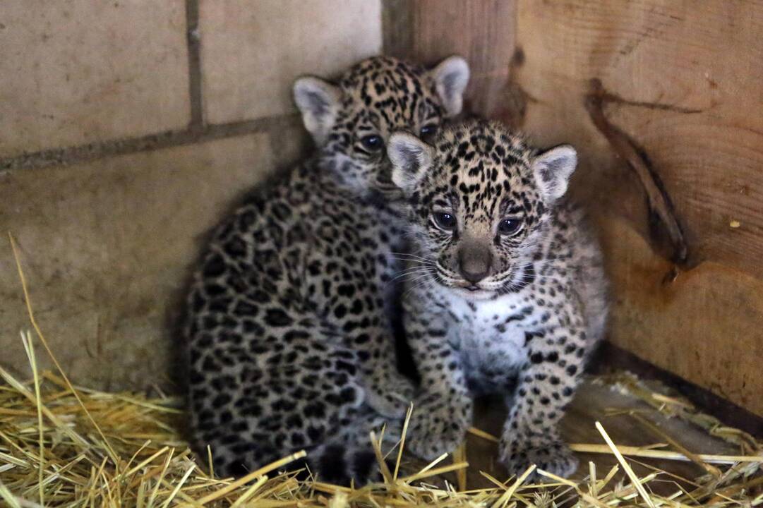 Mini Zoo papildė jaguarų jaunikliai