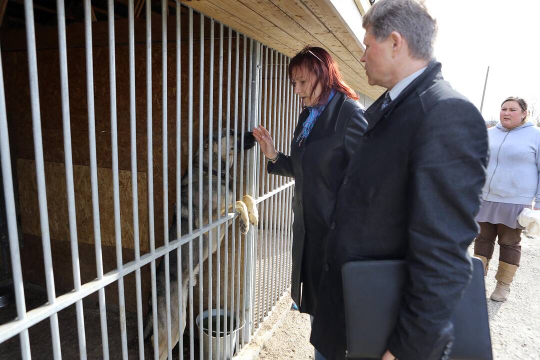 Veterinarų patikrinimas "Nuaras" gyvūnų prieglaudoje