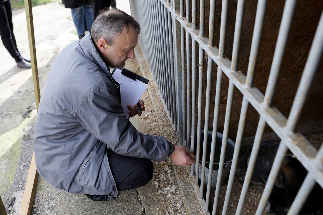 Veterinarų patikrinimas "Nuaras" gyvūnų prieglaudoje