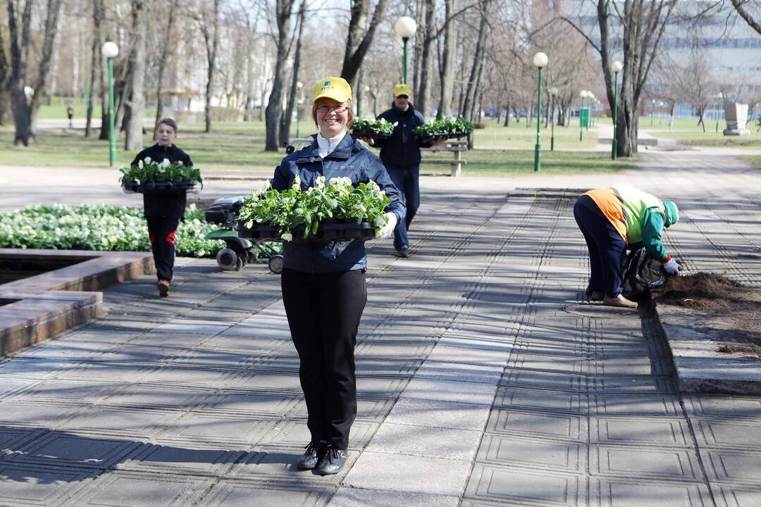 Našlaitės sodinamos skvere prie Danės upės