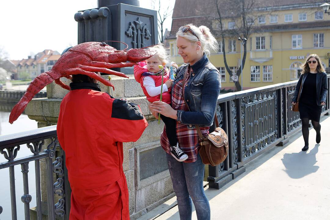 Klaipėdos gatvėse dalinami narcizai