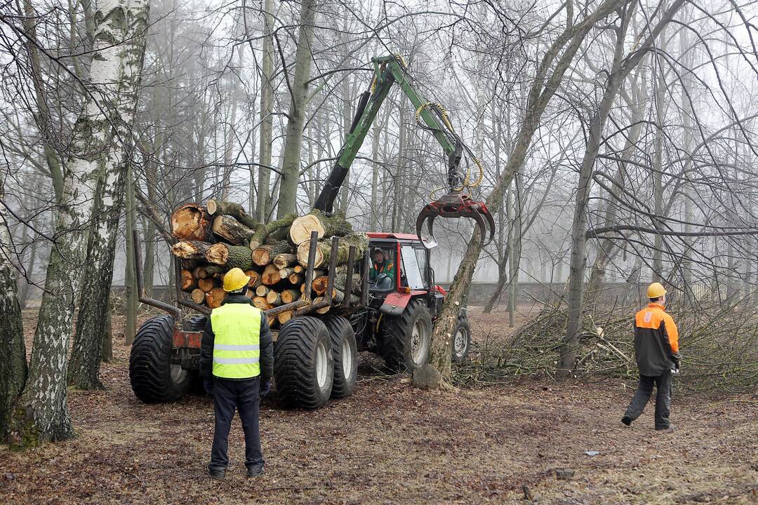 Poilsio parke kertami medžiai