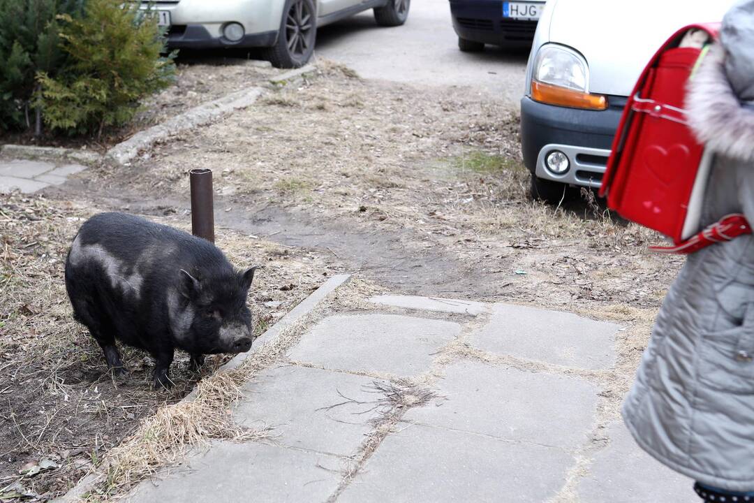 Mieste bėgiojo paršiukas