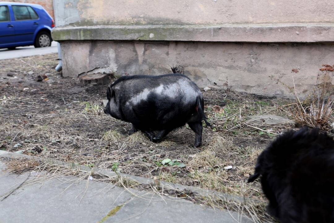Mieste bėgiojo paršiukas