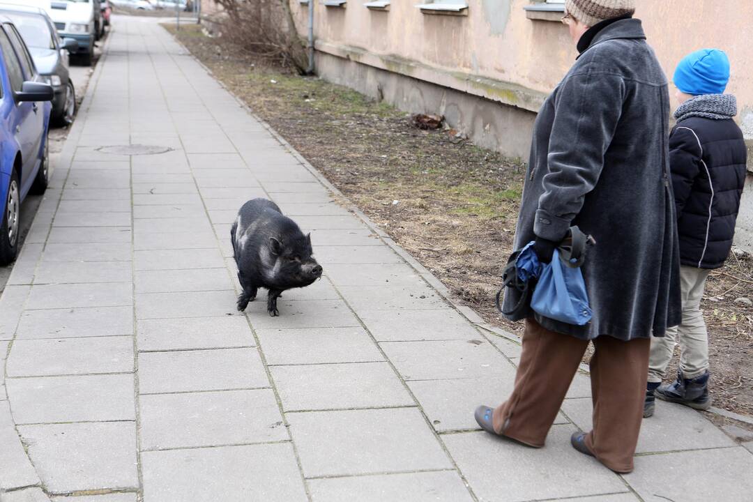 Mieste bėgiojo paršiukas