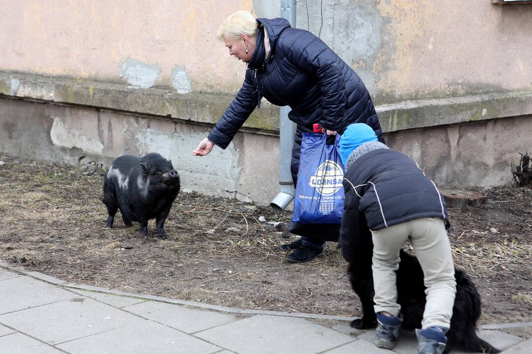 Mieste bėgiojo paršiukas