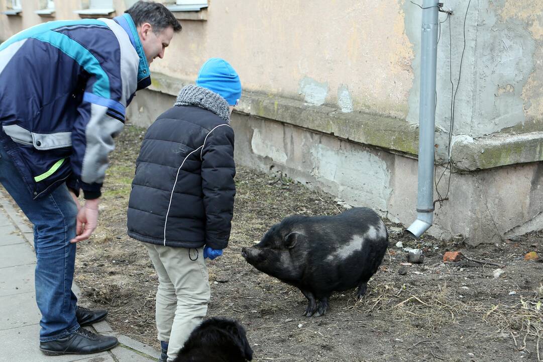 Mieste bėgiojo paršiukas