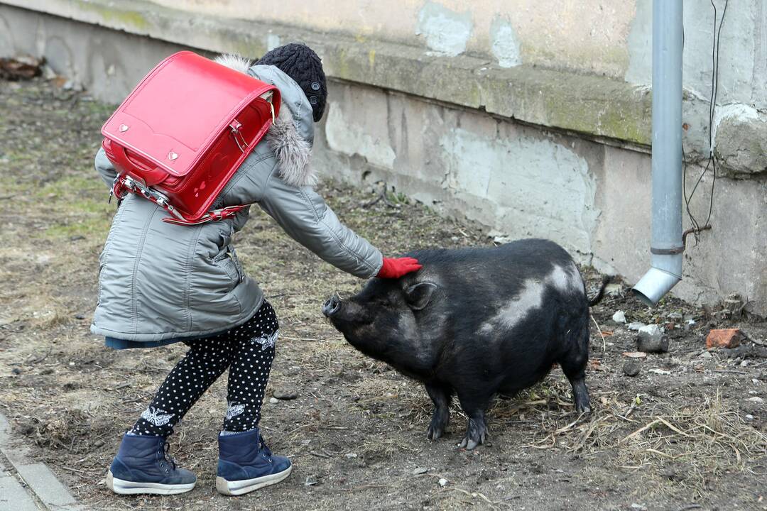 Mieste bėgiojo paršiukas