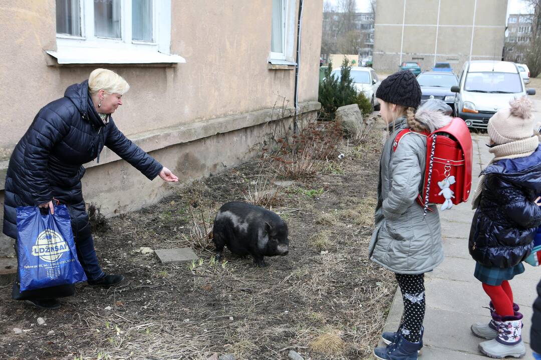 Mieste bėgiojo paršiukas
