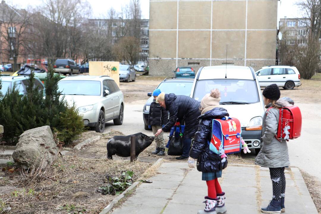 Mieste bėgiojo paršiukas