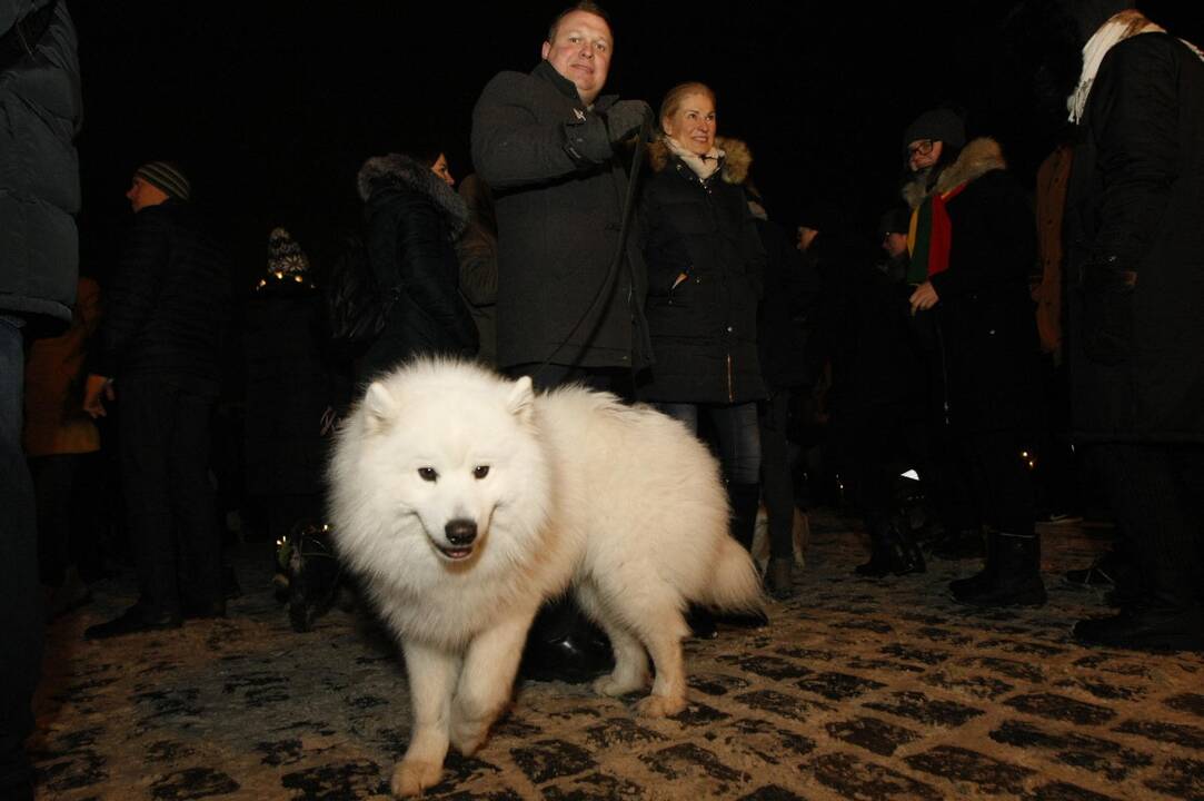 Šviečiančių augintinių paradas