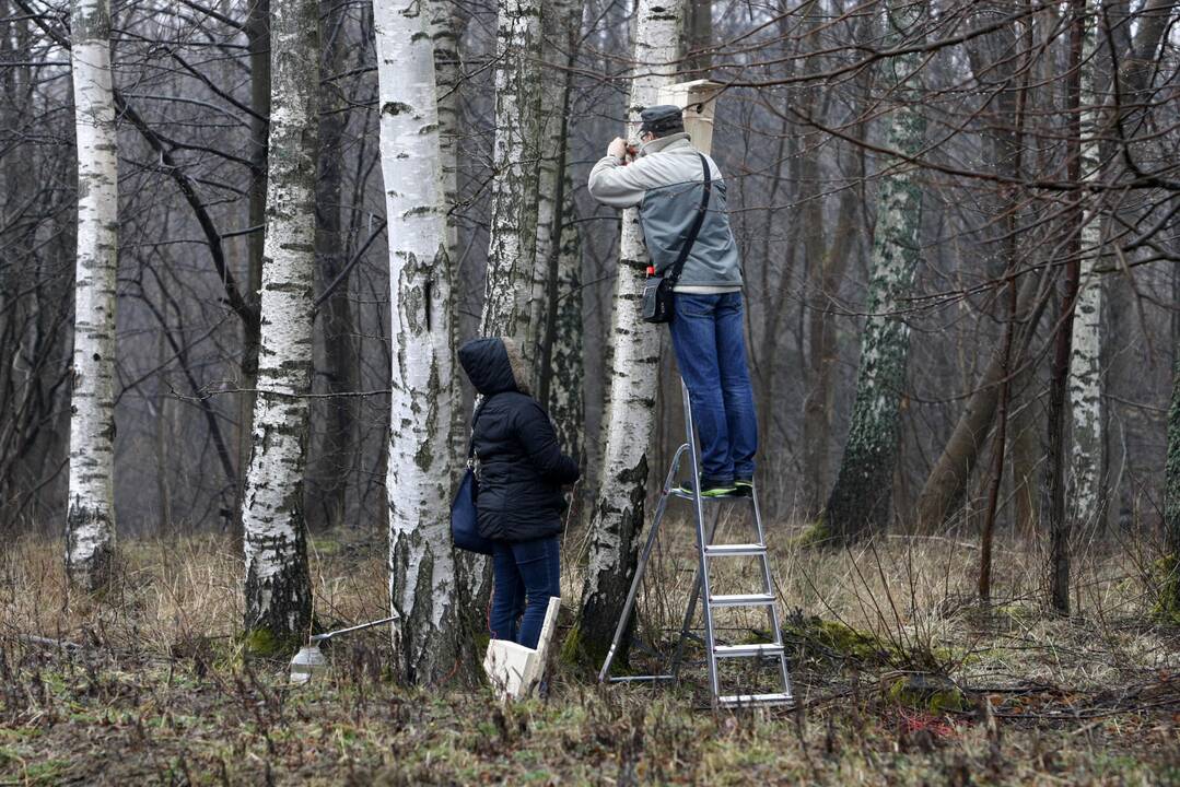 Inkilų kėlimo šventė Klaipėdoje