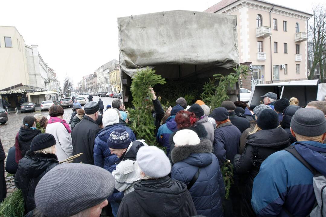 Eglės šakų dalinimas Klaipėdoje