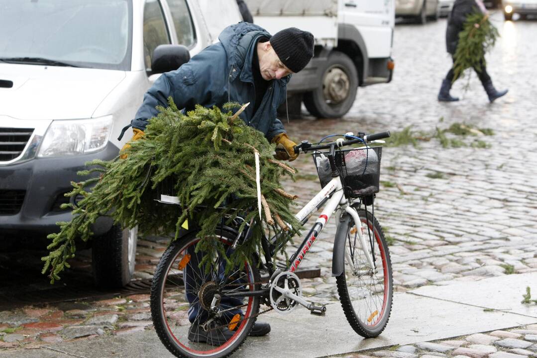 Eglės šakų dalinimas Klaipėdoje