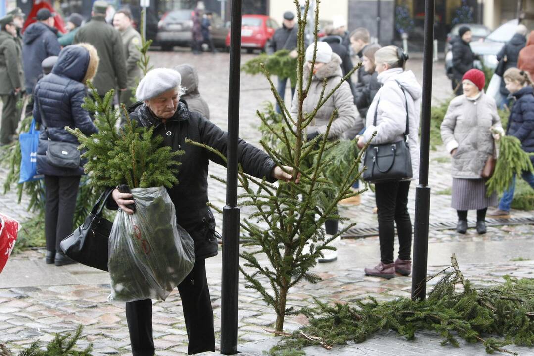 Eglės šakų dalinimas Klaipėdoje