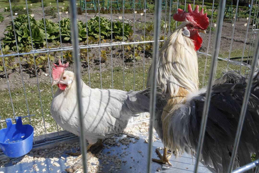 Augalų žavadienis Klaipėdos botanikos sode