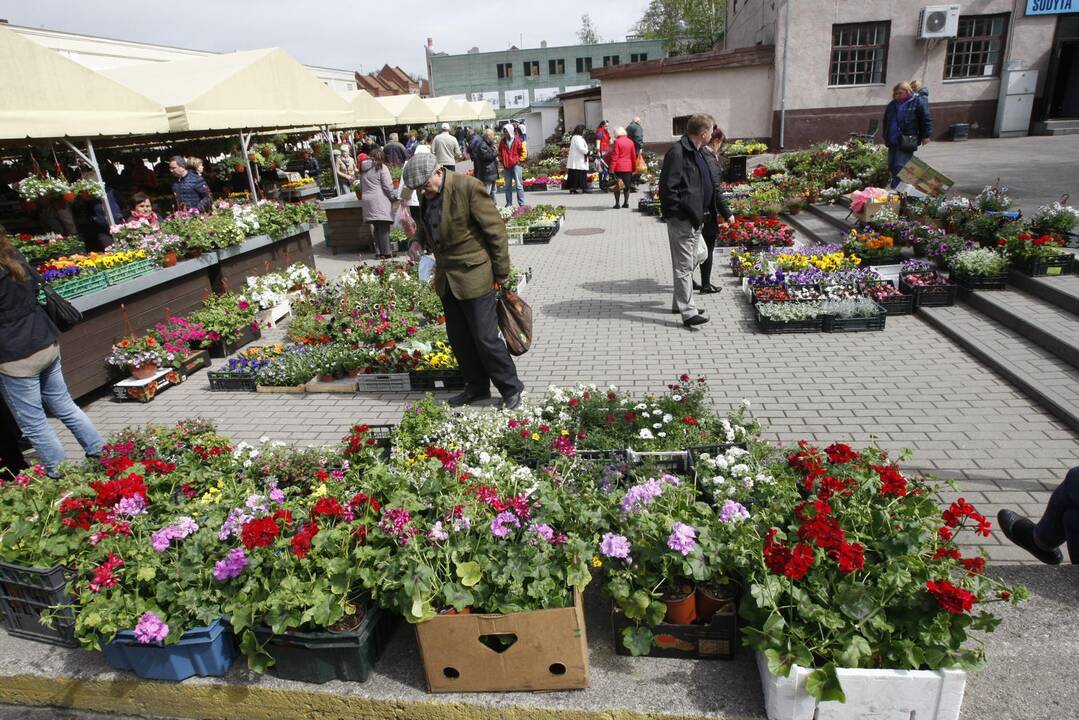 Turgavietėje – pavasario gėrybės