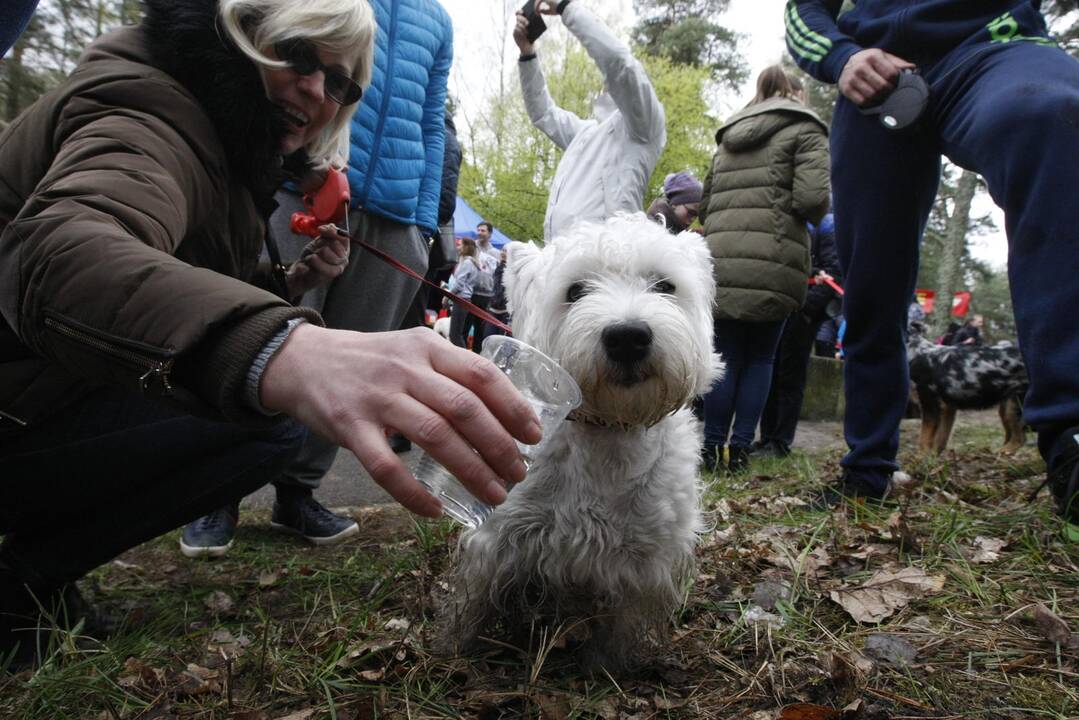 Šunų bėgimas Klaipėdoje