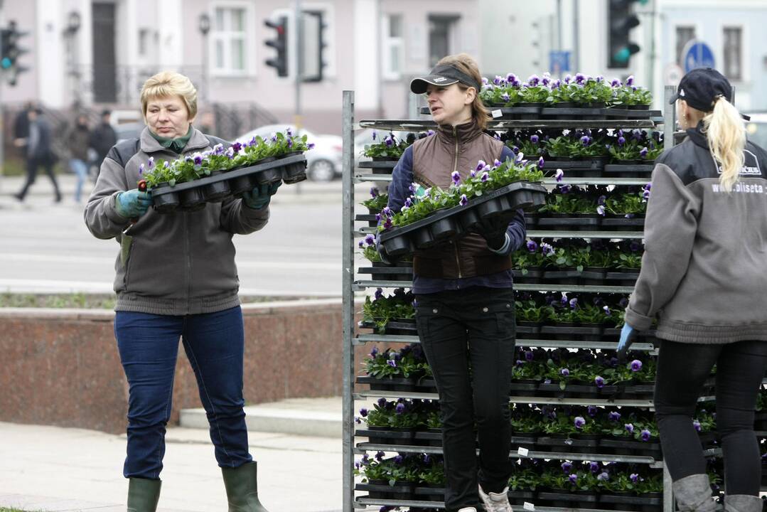 Klaipėdos miestui – madingi gėlynai