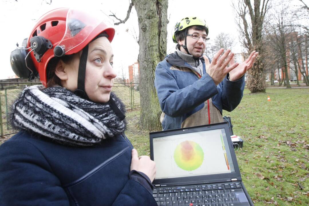 Specialistai vertino ąžuolų būklę