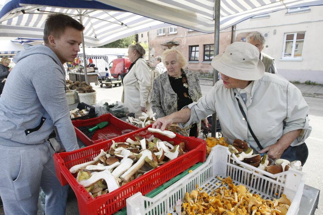 Klaipėdiečius džiugina baravykų derlius