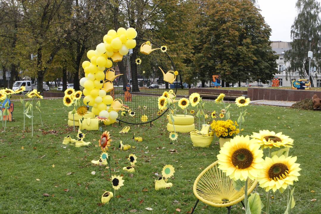 Uostamiesčio aikštės pražydo geltonai